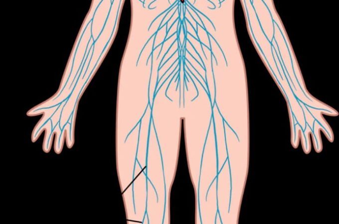 NERVOUS SYSTEM IMAGES: EASY DRAWING OF IT