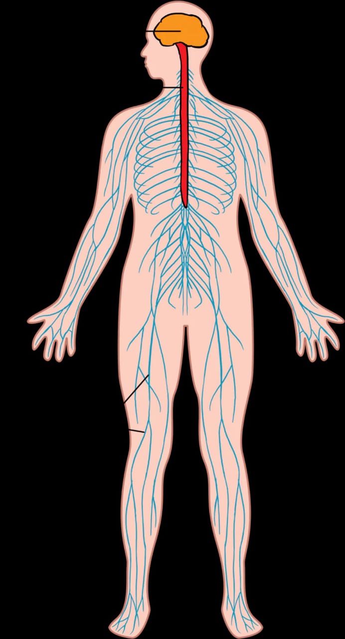 nervus system images