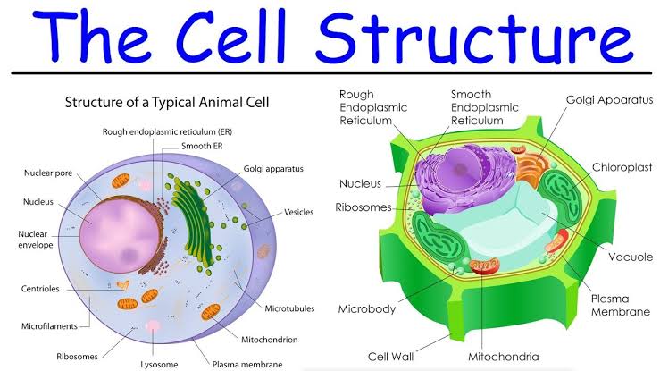 CELL - A UNIT OF LIFE