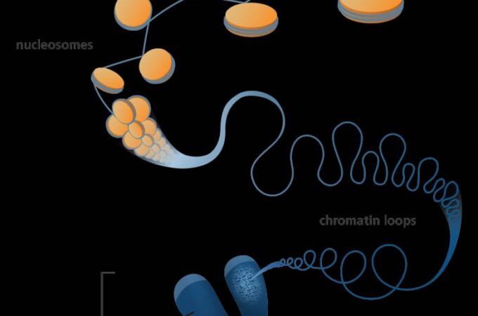 FUNCTION OF CHROMOSOMES: HOW TO DRAW DNA STRUCTURE