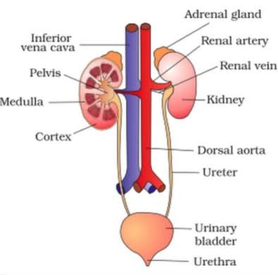 HUMAN EXCRETORY SYSTEM: EASY DIAGRAM OF IT