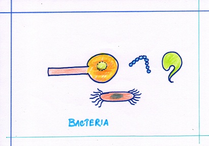 bacteria images