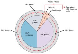 cell cycle regulation