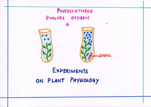 PLANT PHYSIOLOGY: EASY WAY TO DESCRIBE PLANT PHYSIOLOGY