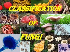 CLASSIFICATION OF FUNGI