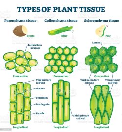 types of plant tissue
