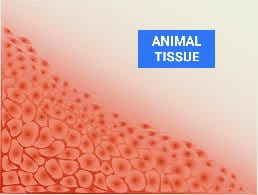 ANIMAL TISSUE: EASY DRAWING, EXAMPLE & EXPLANATION OF ITS