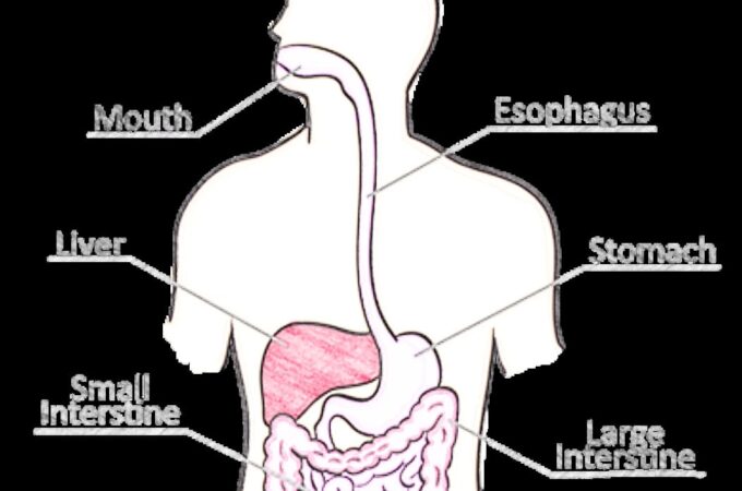 DIGESTIVE SYSTEM PDF: EASY PROCESS OF IT – SCIENCE BLOG