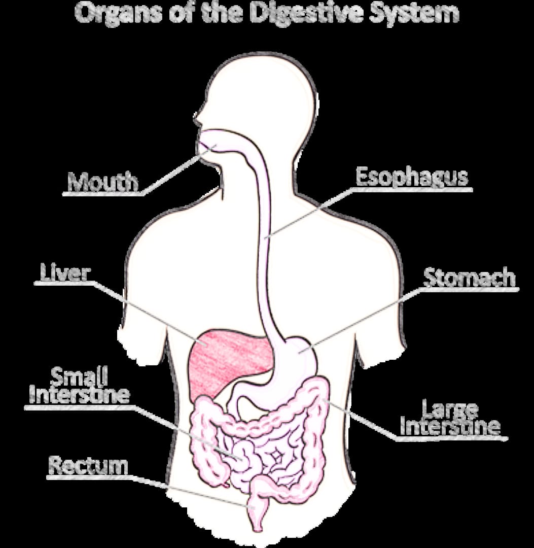 digestive system pdf