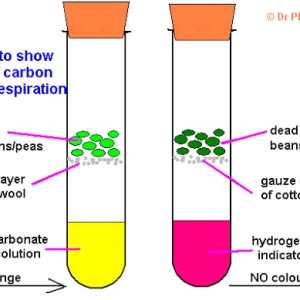 SIGNIFICANCE OF PHOTOSYNTHESIS: EXPERIMENT ABOUT ITS