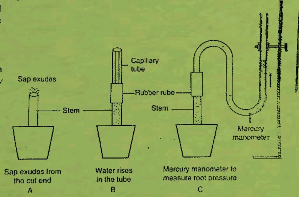 root pressure theory