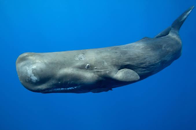 sperm whale in welcome to science era