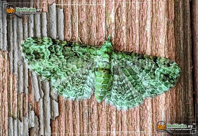 pug moth