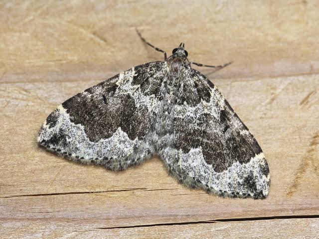 carpet moth in welcome to science era