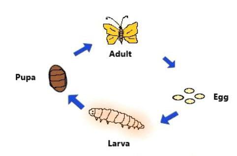 silk worm life cycle