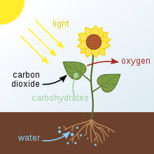 photosynthesis is the process of food making by autotrophs