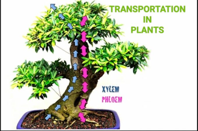 TRANSPORTATION IN PLANTS: EASY EXPLANATION IN ASCENT OF SAP