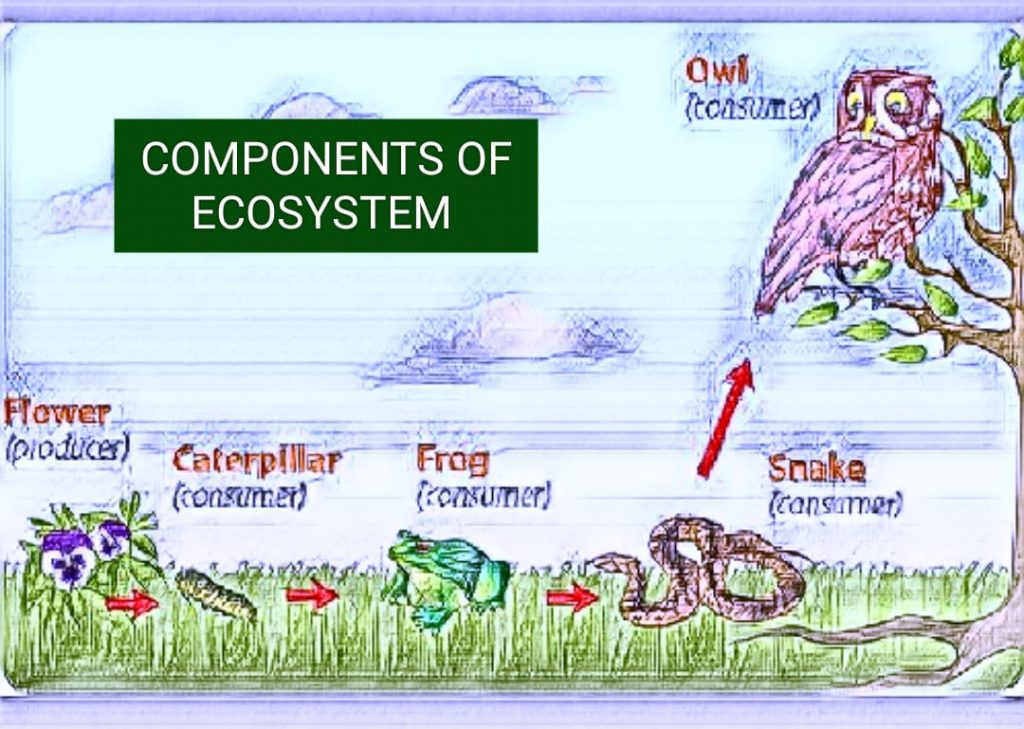 components of ecosystem