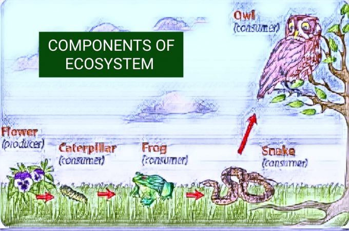 COMPONENTS OF ECOSYSTEM: HOW TO EXPLAIN ECOSYSTEM