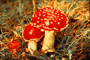 Largest group of fungi